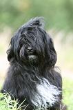 TERRIER DU TIBET 344